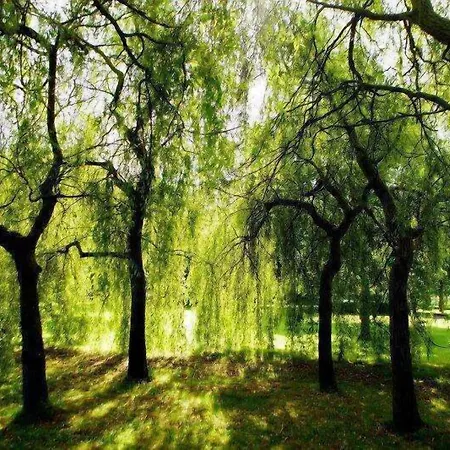 Barberstown Castle 호텔 스트라펜